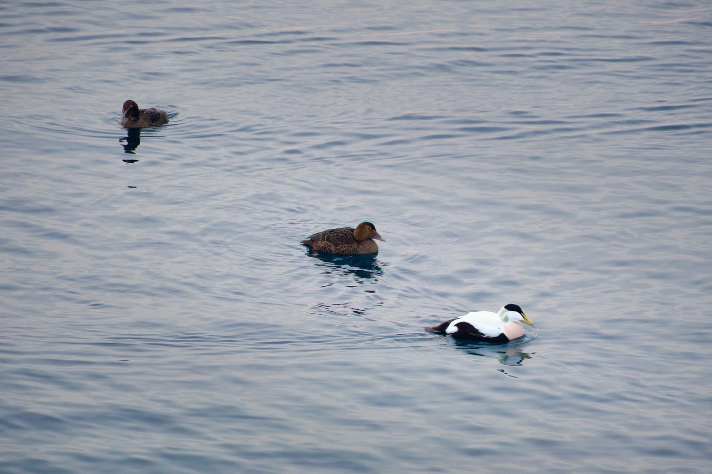 male and female common eiders - mid view
