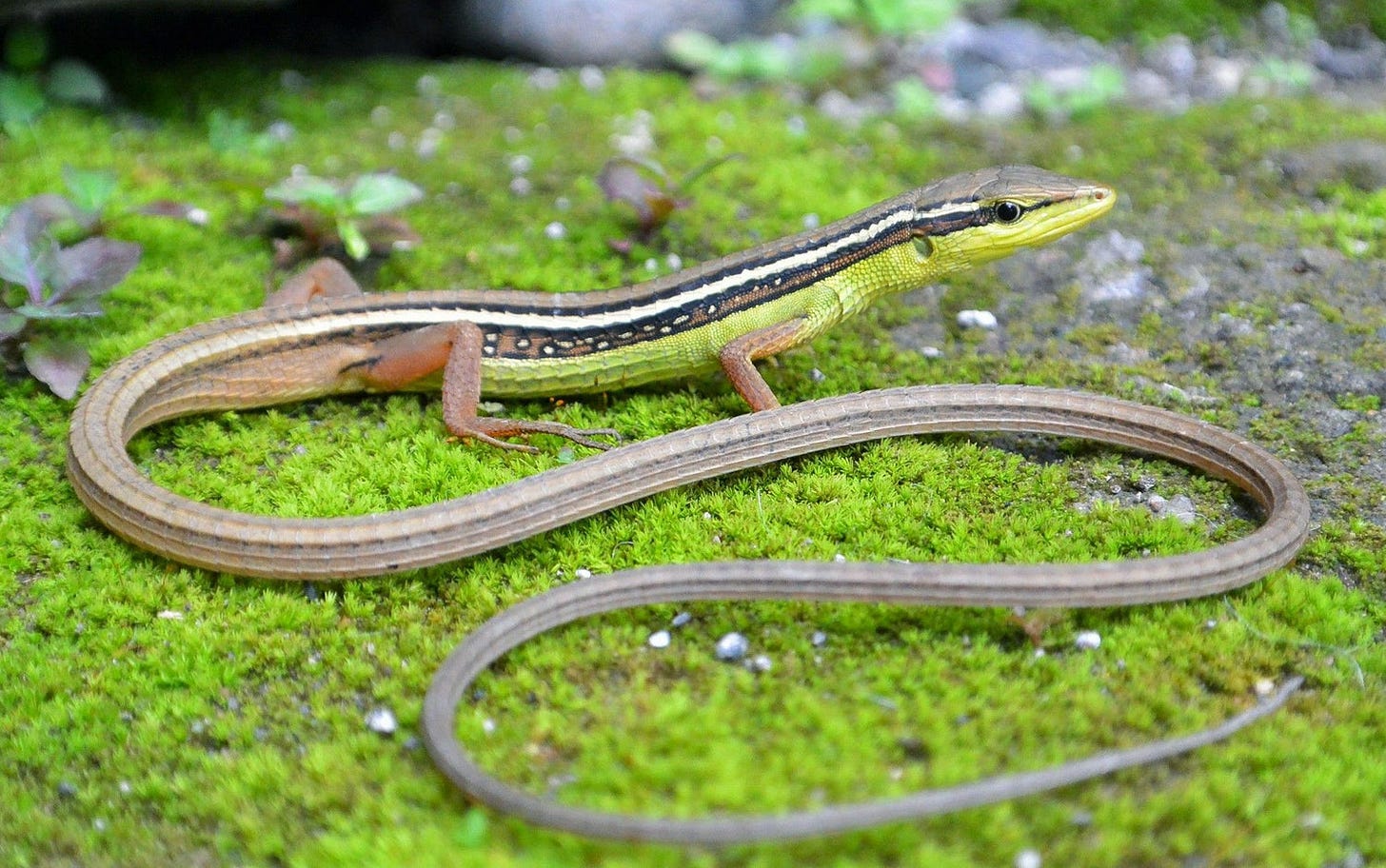Long-Tailed Grass Lizard – Exotic Pets