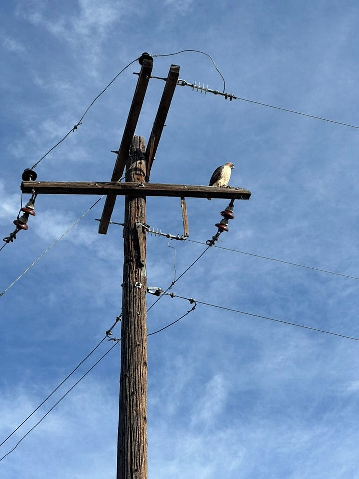 Cottonwood trees, muskrat, and hawk in a suburban park, with blue sky and fields of gold. 