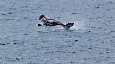 A whale jumping out of the water

AI-generated content may be incorrect.