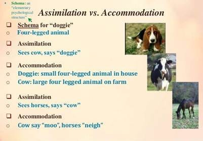 Piaget's theory of cognitive development assimilation and accommodation top