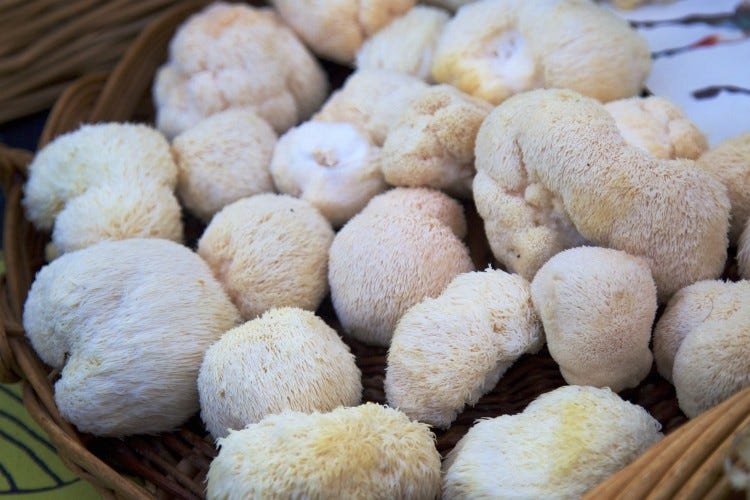The study used extracts from Lion’s Mane (pictured) and Maitake Mushrooms.   Image © BruceBlock / Getty Images 