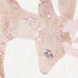 Bone ﹠ Bloom's avatar