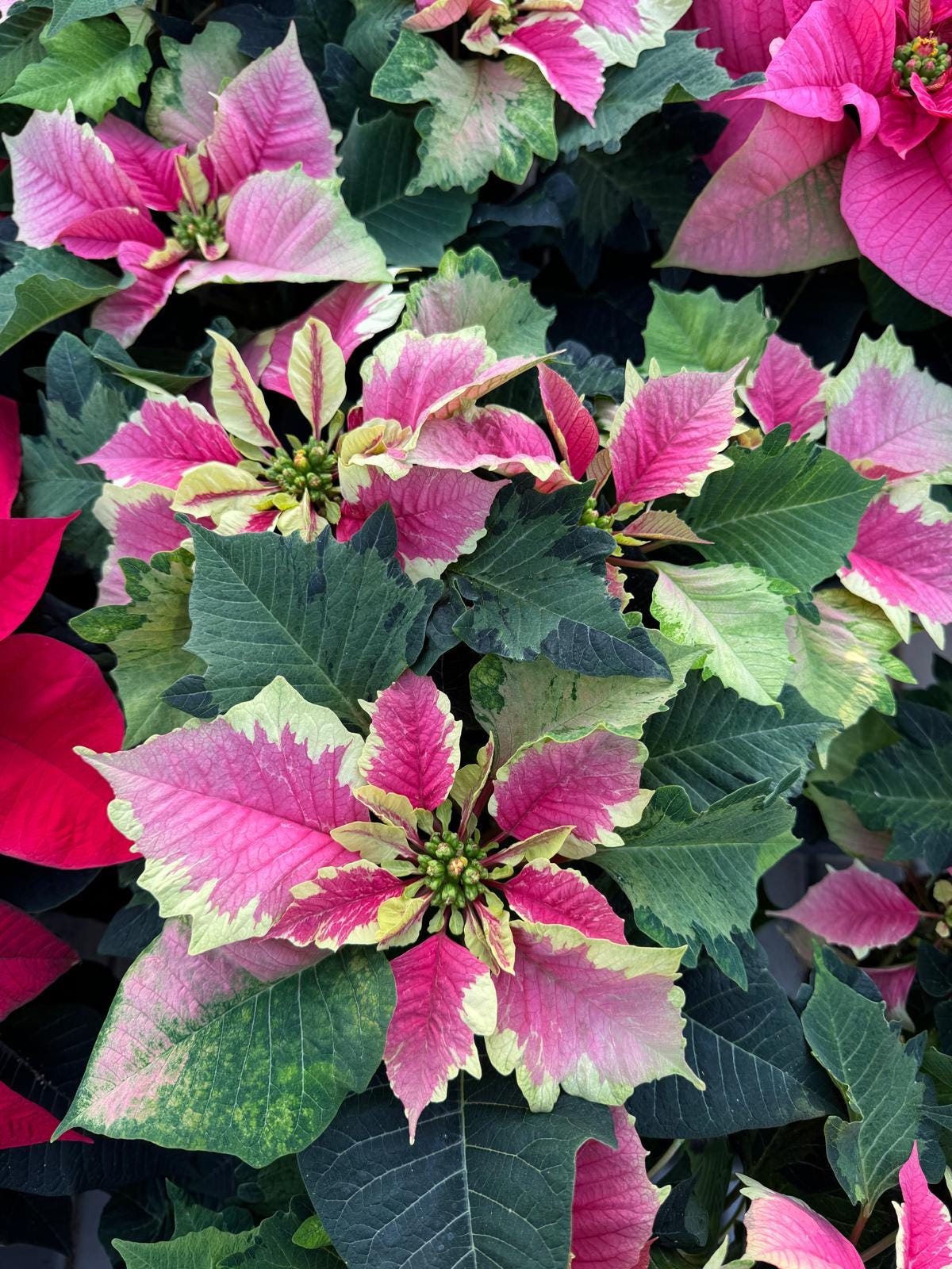 7 picks from Lazzeri's Poinsettias - by Mr Plant Geek
