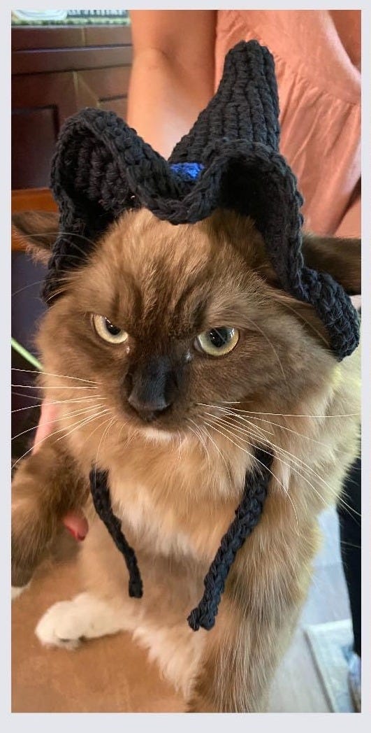 An adorable rag doll minx with a Halloween black witch hat on. An adorable rag doll minx with a Halloween black witch hat on.