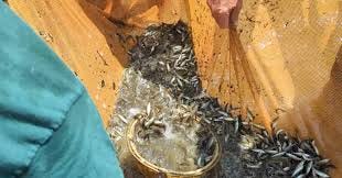 Final smallmouth hatchery tally ...