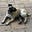 Liberal pug dog's avatar