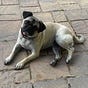 Liberal pug dog's avatar
