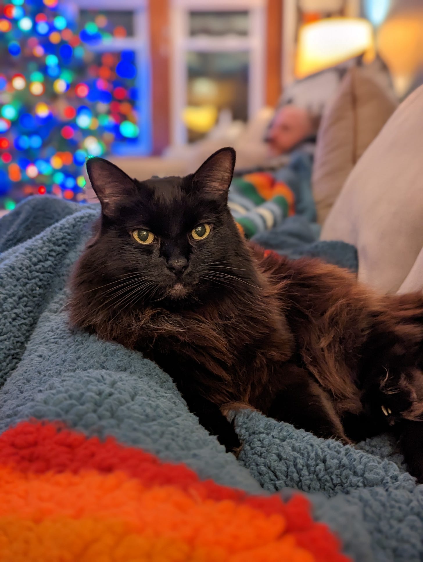 A picture of Bixby, a black cat with green eyes and a tinge of brown in his fur. Bixby is laying on a soft blanket looking serene in front of holiday decor. A picture of Bixby, a black cat with green eyes and a tinge of brown in his fur. Bixby is laying on a soft blanket looking serene in front of holiday decor.