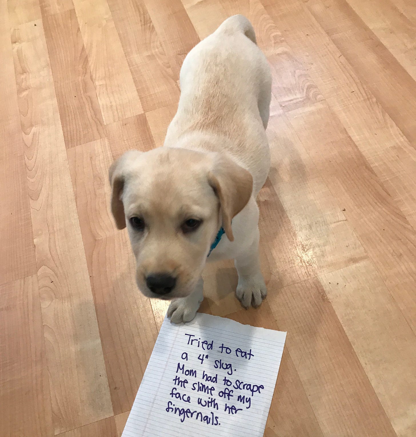 Yellow Labrador puppy with a sign that says: Tried to eat a four inch slug. Mom had to scrape the slime off my face with her fingernails.
