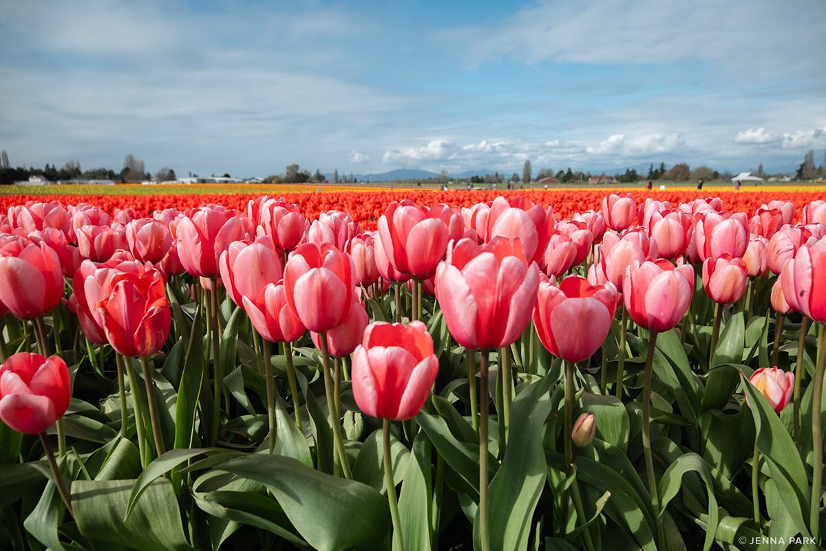 Pink tulip fields Pink tulip fields