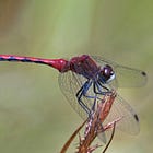 Sex and Identity Among Red Dragonflies