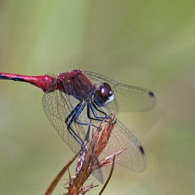 Sex and Identity Among Red Dragonflies