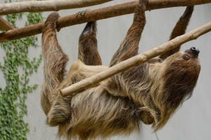 sloth-1502299_1920