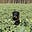Marceli_ww's avatar