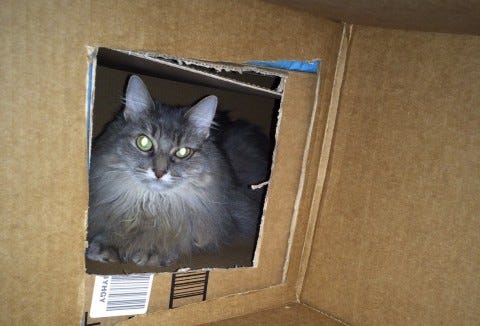 Kali_Cats'_Eyes_Glow Kali_Cats'_Eyes_Glow