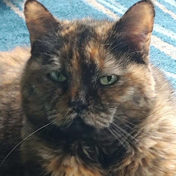 A gallery of four pictures of Dagmar's face close up with various funny expressions