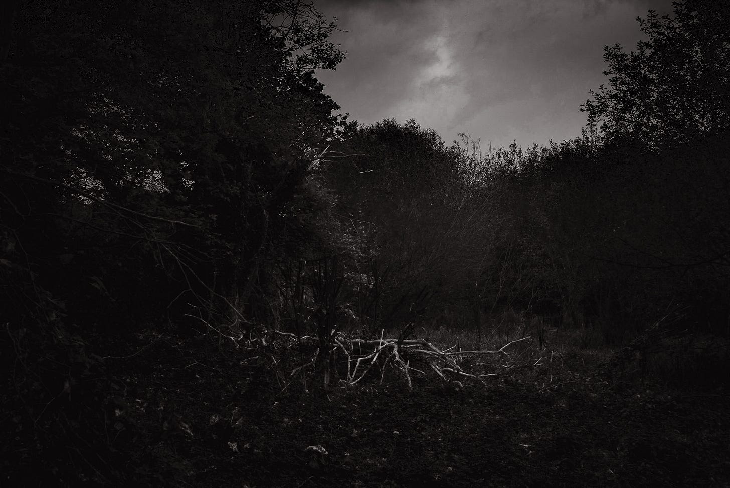 Tree branches lie on the ground in a dark woody area.