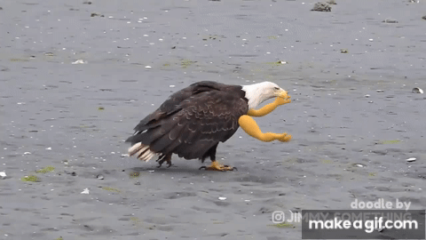 bold eagle with arms on Make a GIF
