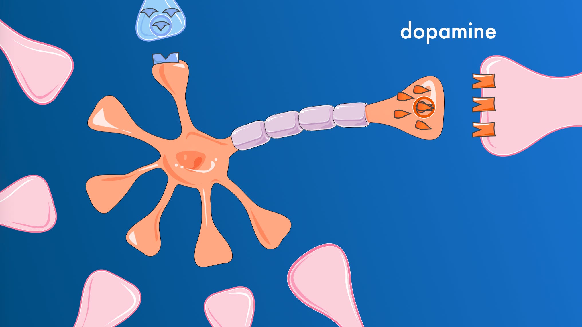 glp 1 effect on dopamine What GLP-1 Actually Feels Like