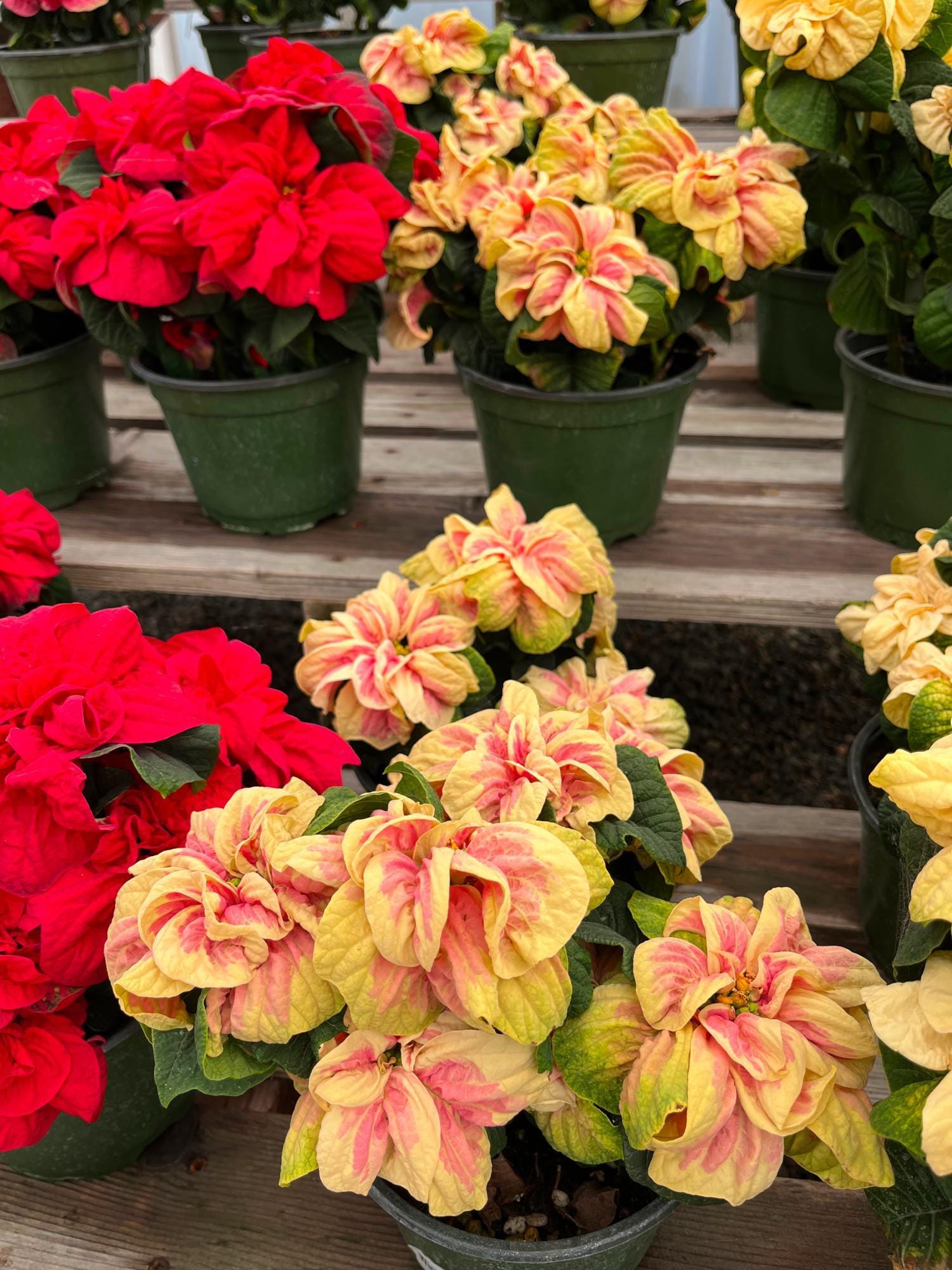 Winter Park Roses Winter Rose - by Ellen Frost - FlowerNerd