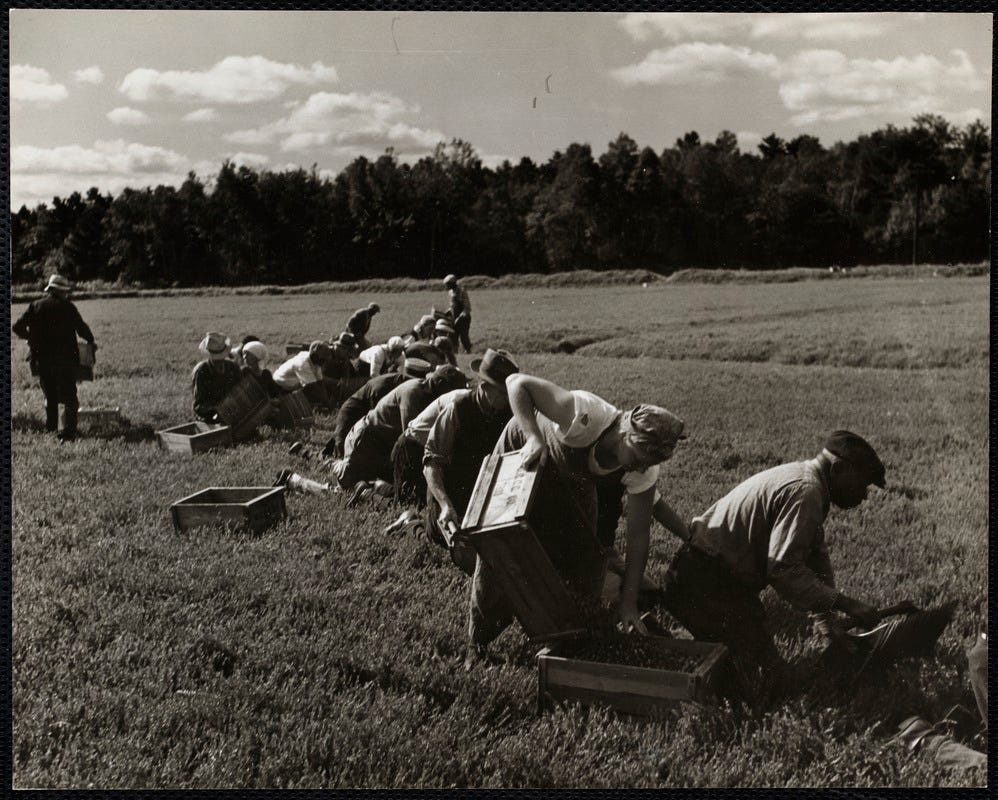 Seasons of Strife: The Cranberry Strikes of the 1930s, image size:998x800