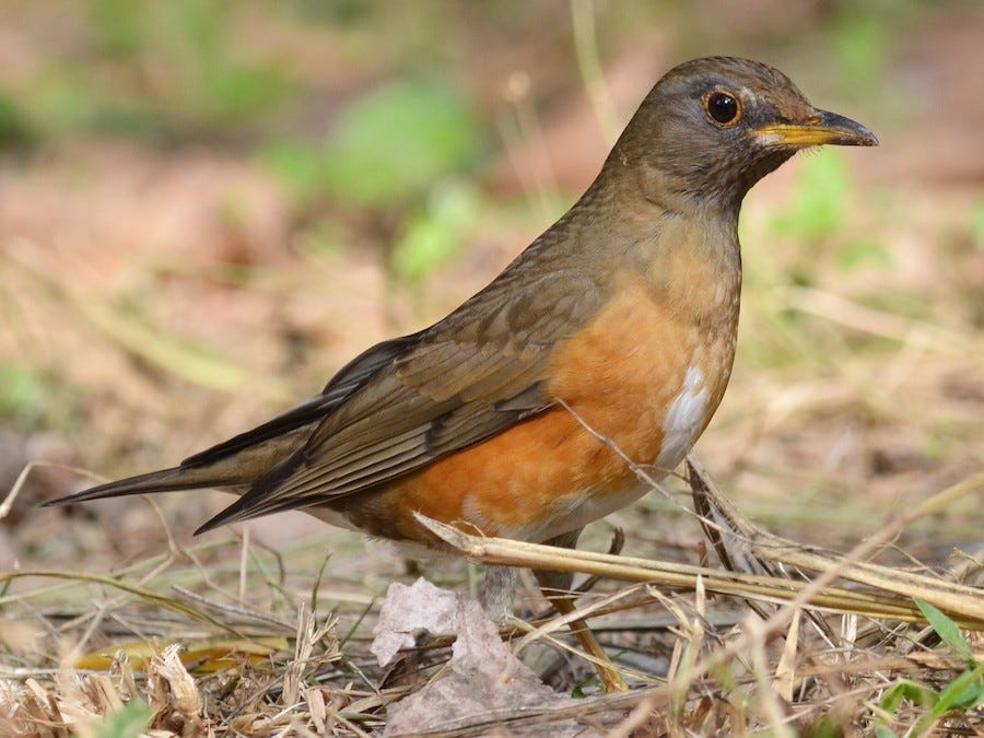 Brown-headed Thrush - eBird