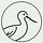 American Avocet
