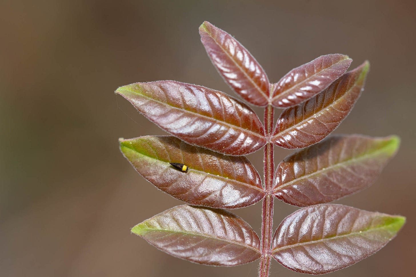 A red, shiny pinnately compound leaf with winged petioles, and a small black and yellow insect on one leaf.