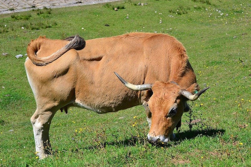 Strong as an Ox | Tow Times Magazine