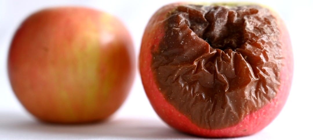 two brown round fruits on white surface two brown round fruits on white surface