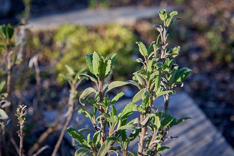 various perennial herbs emerging in the garden in the spring
