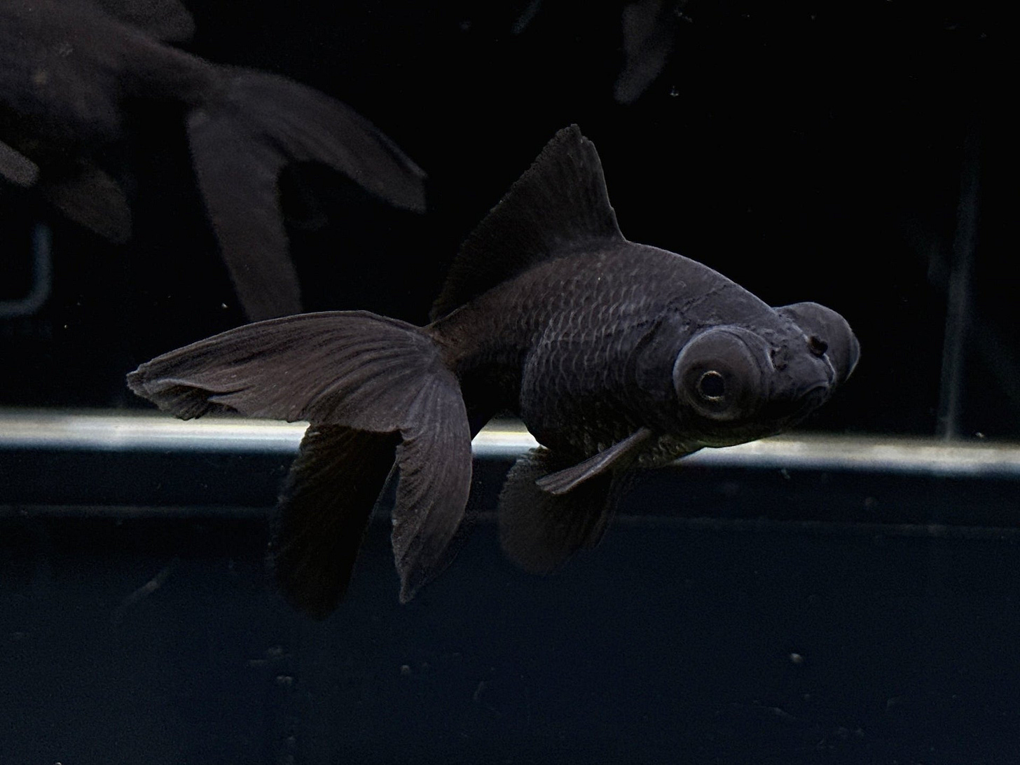 Black Moor Goldfish (2-2.5") - Elegant Tank Companion Black Moor Goldfish (2-2.5") - Elegant Tank Companion