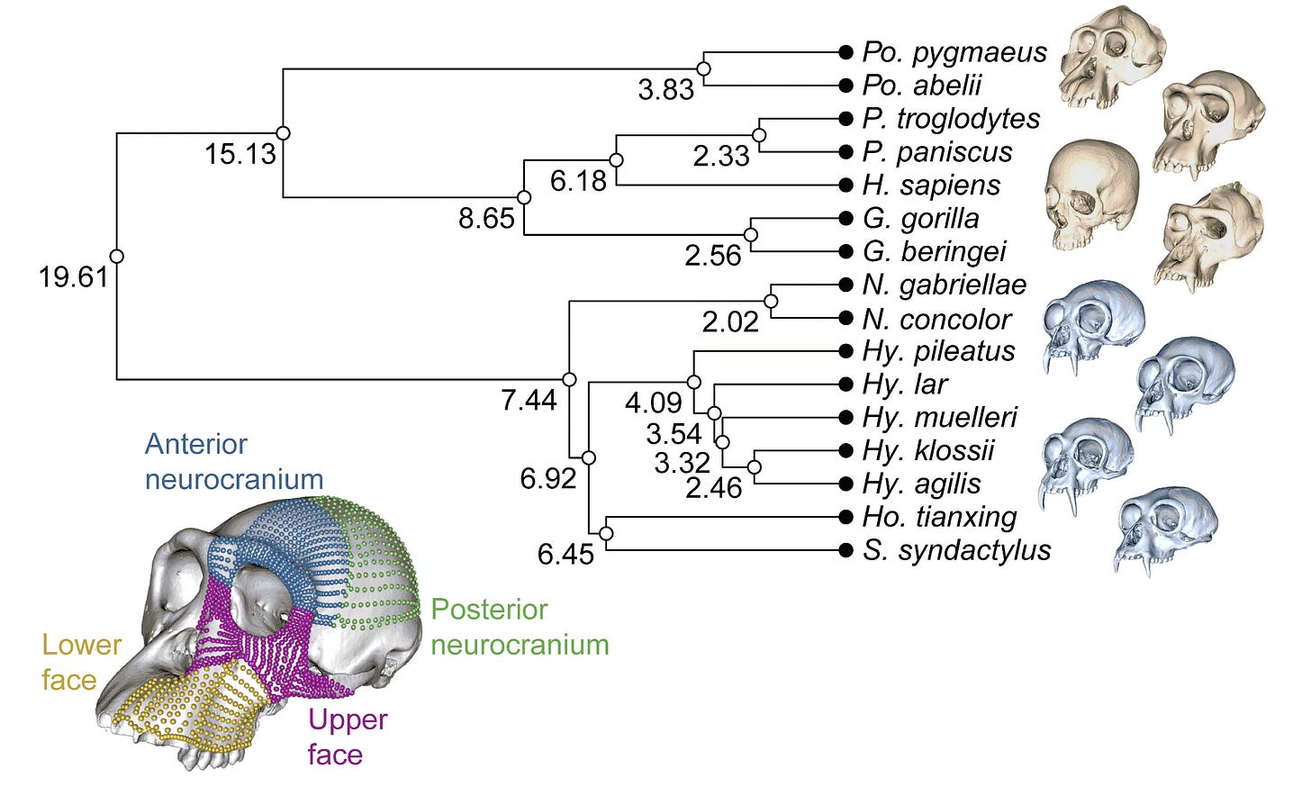 Figure showing a skull of a chimpanzee with hundreds of landmark locations, and a tree of relationships of living humans and other apes, with selected skulls of various species illustrated