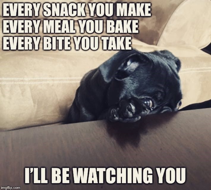 30+ Dog Memes for Parents Who Have More Pics of Their Puppers Than Their  Kids - Animal Comedy - Animal Comedy, funny animals, animal gifs