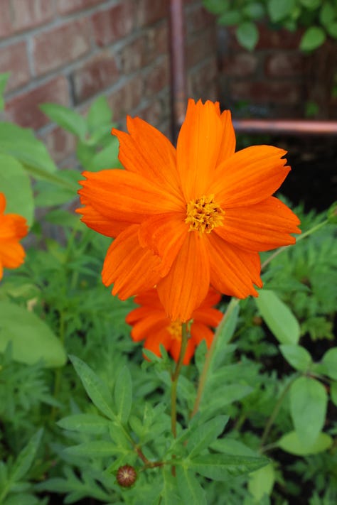 various flowering plants