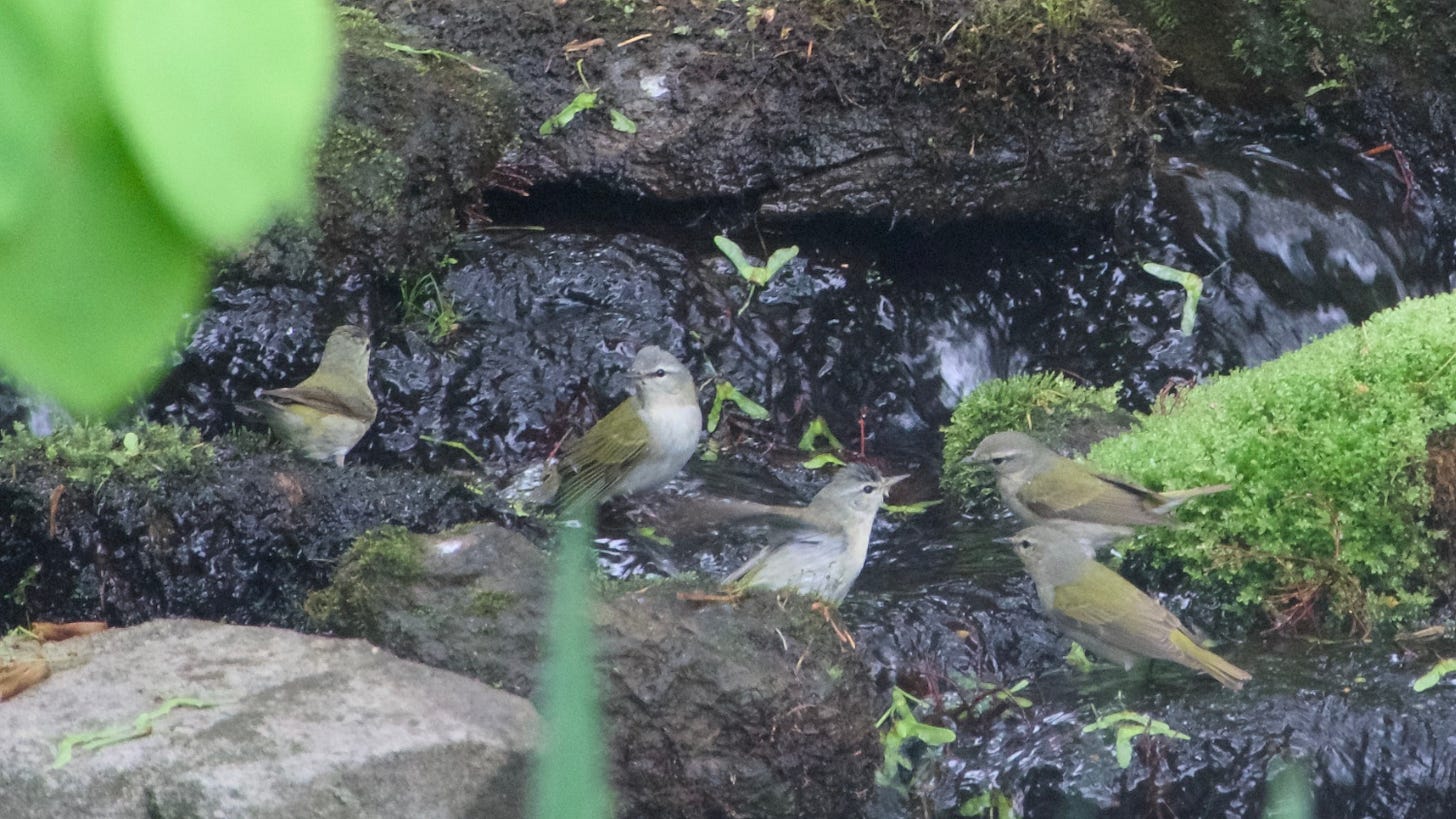 Early May last year - gathering of travelling Warblers