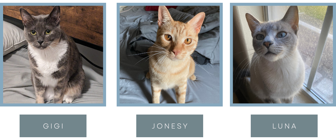 a picture of the author's three cats. Gigi, a tortoishell/calico mix with gray ,white and gold on the left, an orange tabby named Jonesy in the center, and a Siamese named Luna on the right