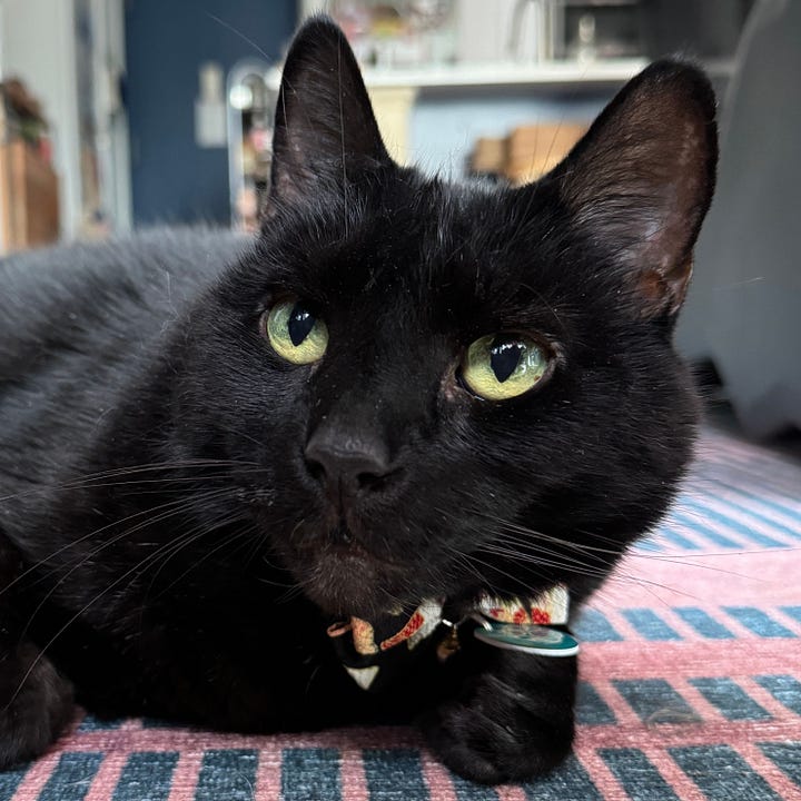 A gallery of four close shots of Tucker and Mushu's faces from images from the post.