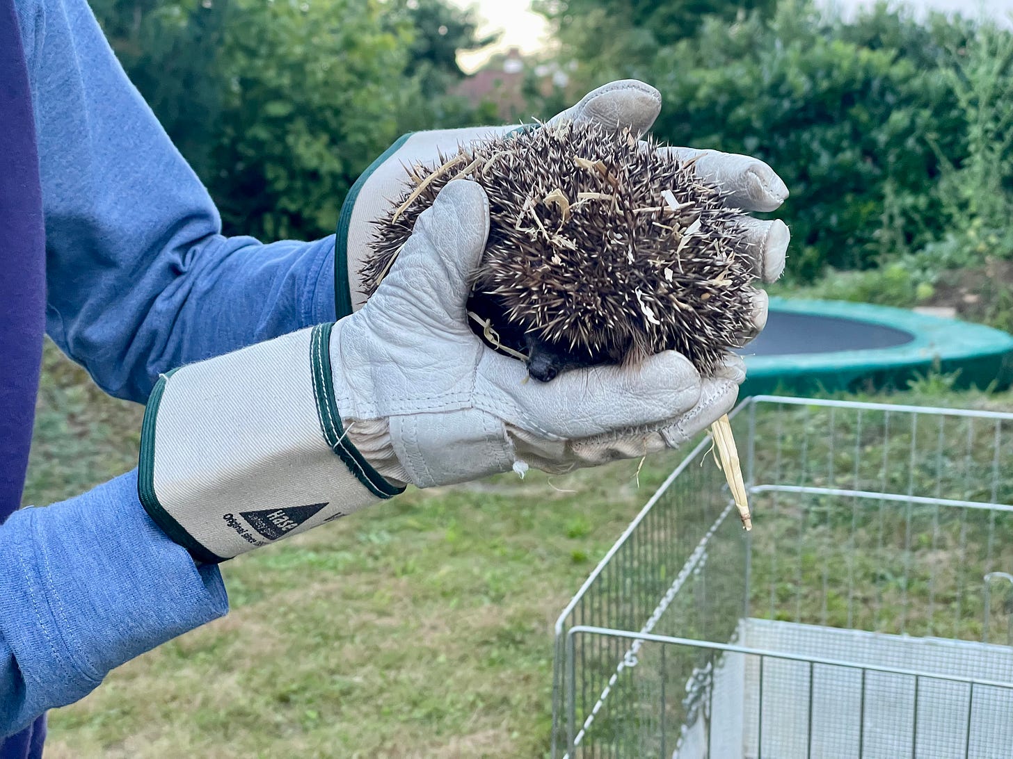 Gloved hands holding a hedgehog