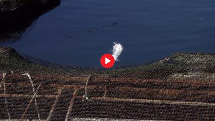 Cypress Island Atlantic Salmon Spill