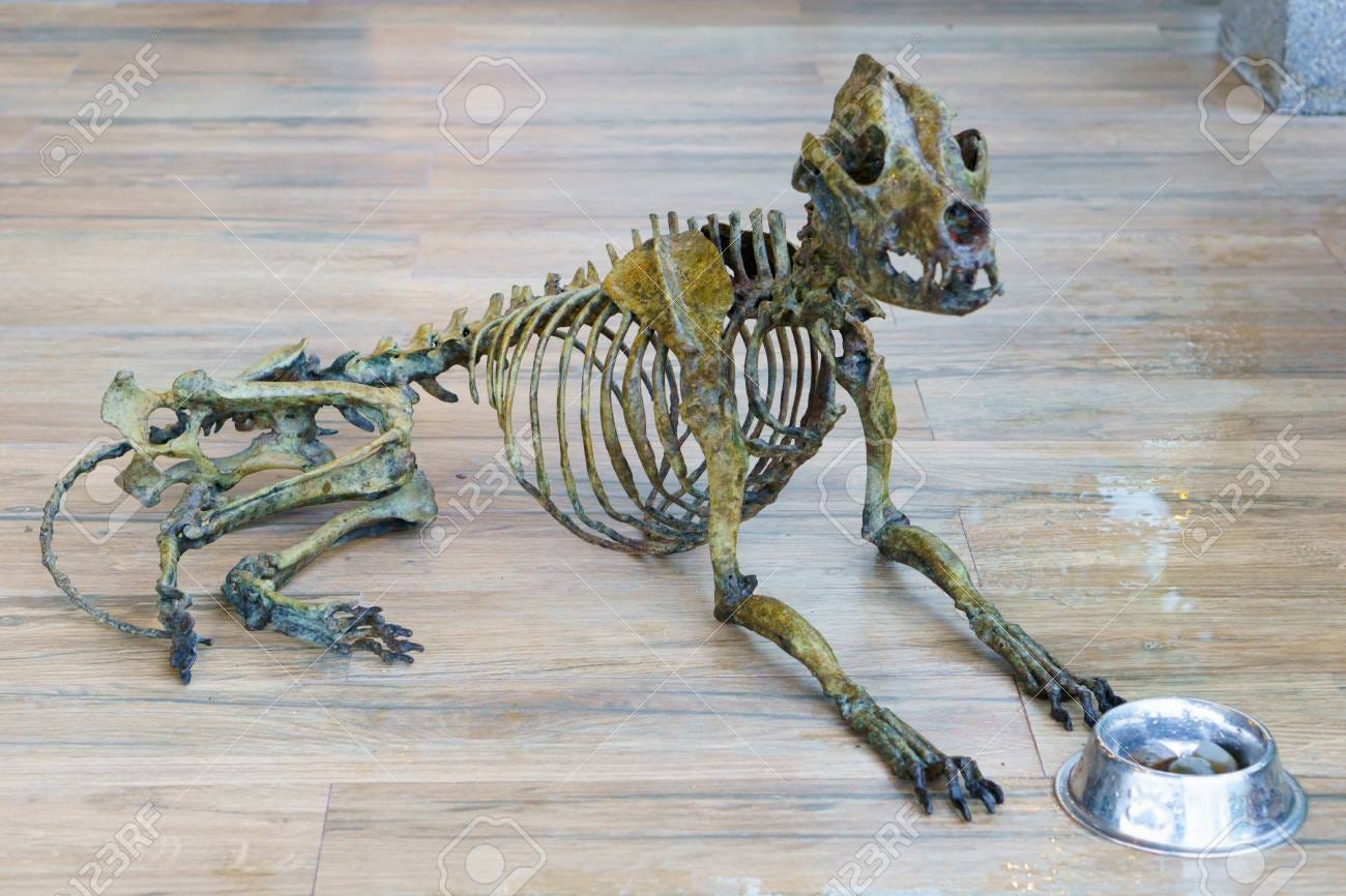 Dead animal. dog skeleton with food plate on the floor - 87643291 Dead animal. dog skeleton with food plate on the floor - 87643291