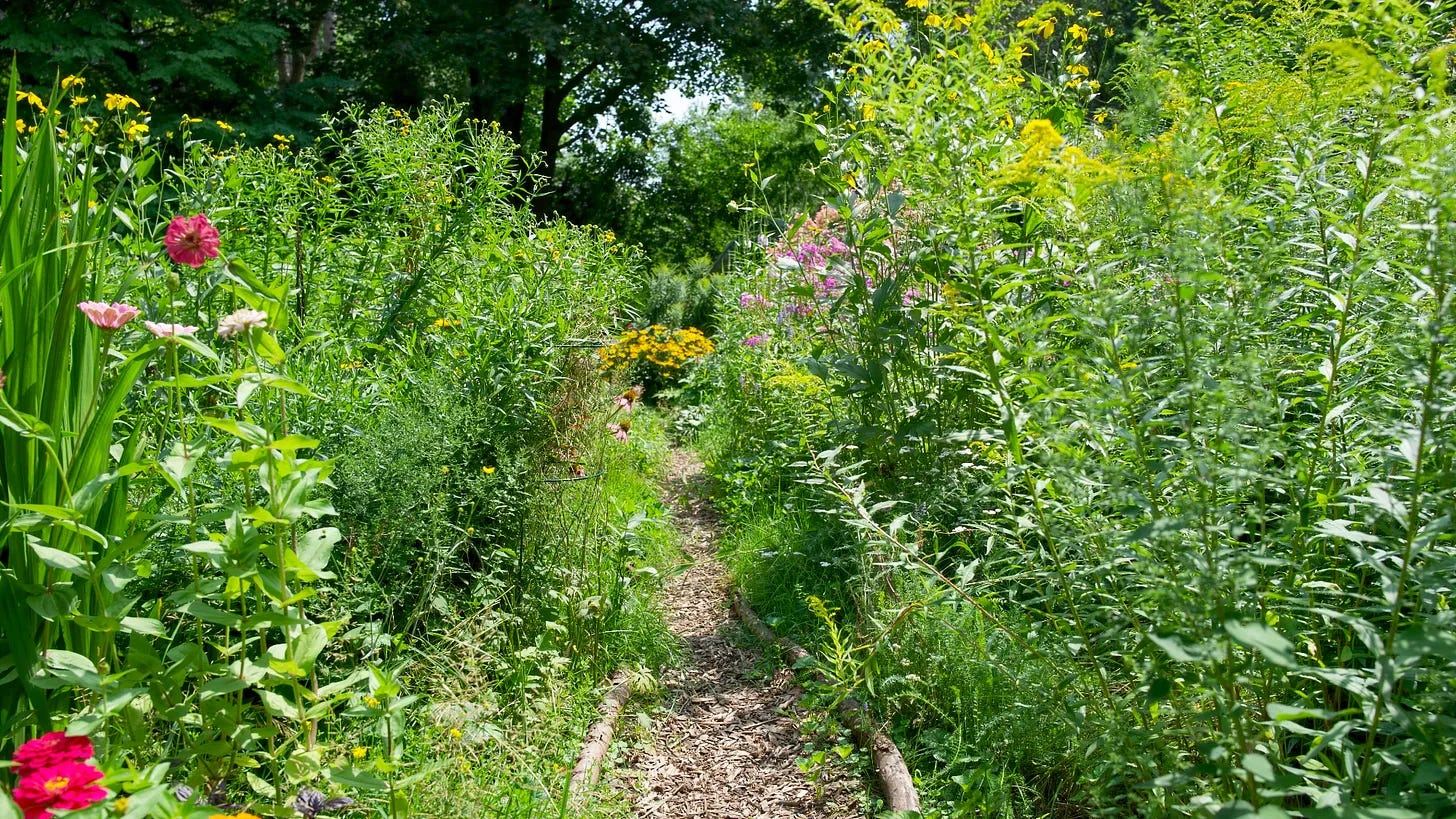 Entering our garden in summer