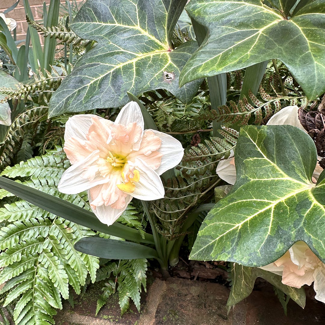 Daffodils, Ferns, and Ivy at the Atlanta Botanical Garden