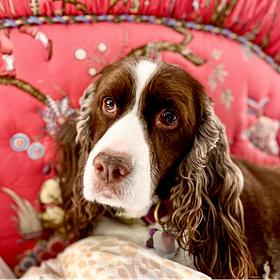 Contrarian Pet of the Week