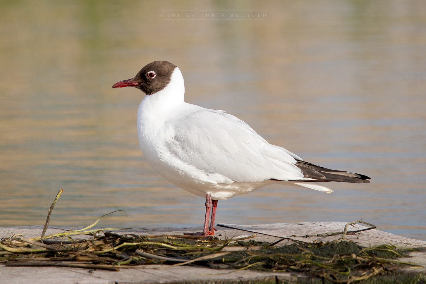 Black-headed Gull