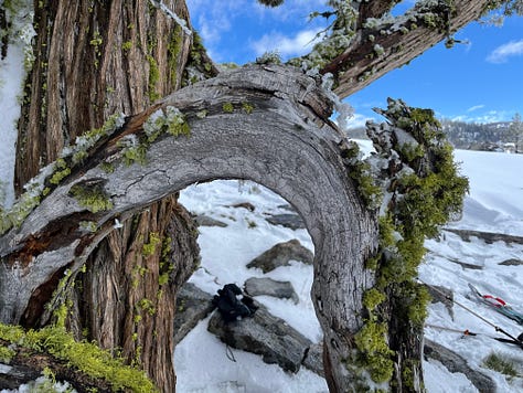 various images of snowy mountains and snow-blasted western junipers