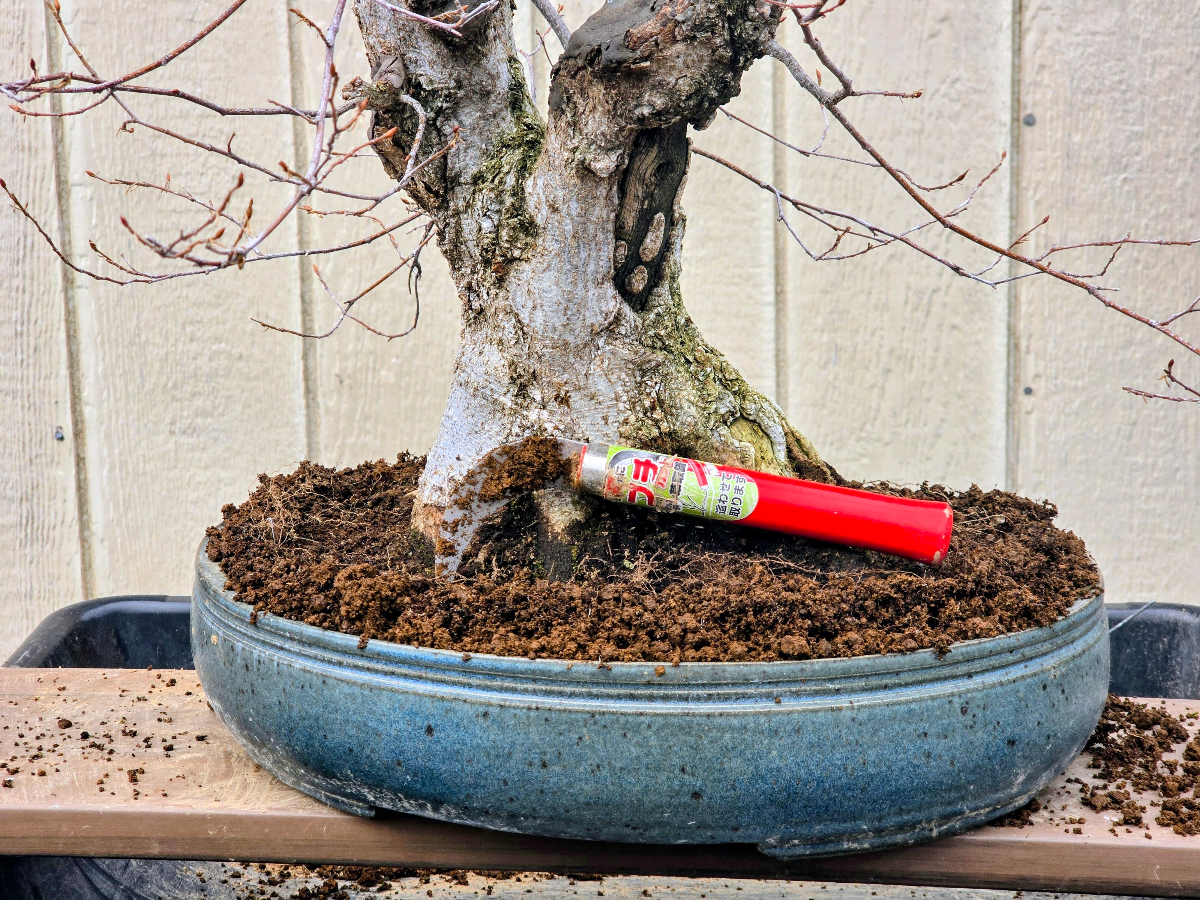 It's bonsai repotting season