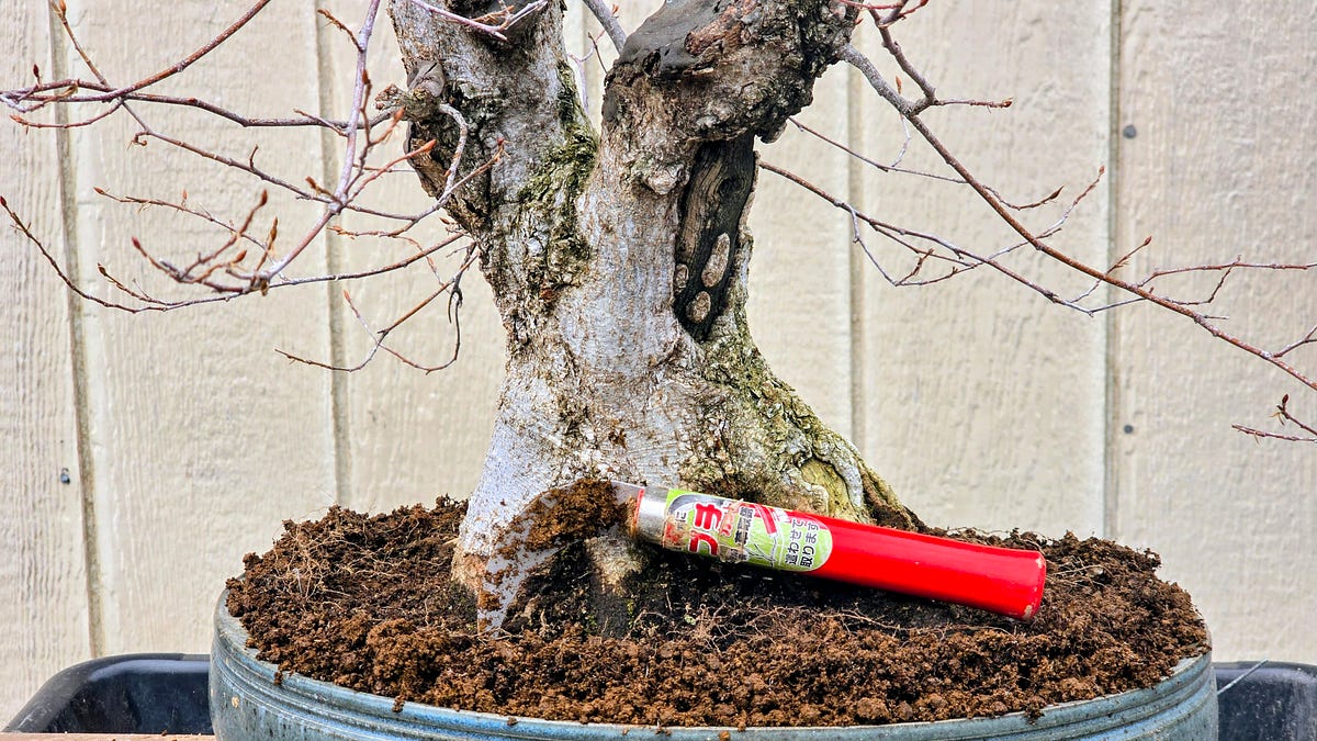 It's bonsai repotting season