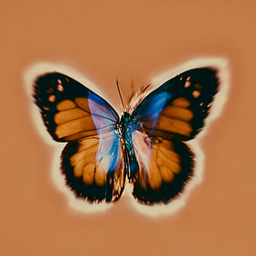 the self-pursuit experiment: what happened when i stopped giving a f*ck about everyone else's path